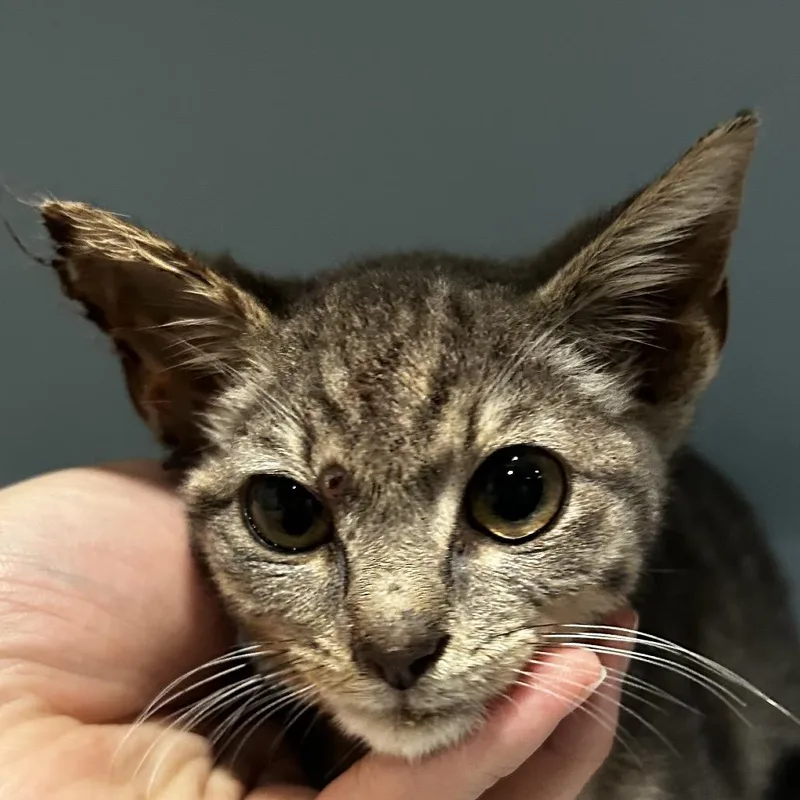 A baby small-sized female Gray / Blue / Silver Domestic Short Hair cat named Mosie for adoption in Chattanooga, TN