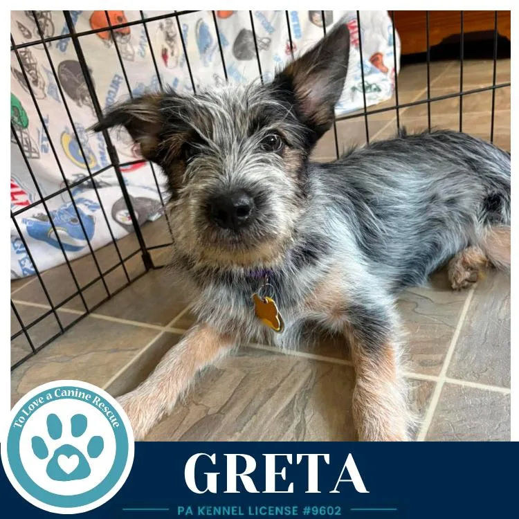 A baby medium-sized female Tricolor (Brown, Black, & White) Shih Tzu dog named Greta for adoption in Kimberton, PA
