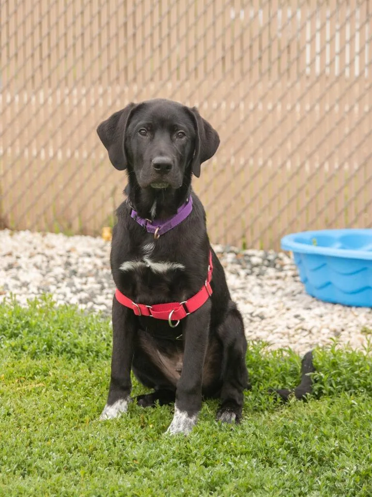 A baby large-sized male Anatolian Shepherd dog named Dali for adoption in Lansing, KS