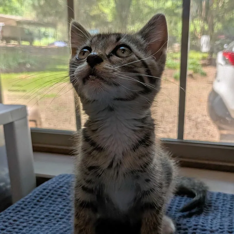 A baby small-sized male Gray / Blue / Silver Domestic Medium Hair cat named Crash for adoption in Simpsonville, SC