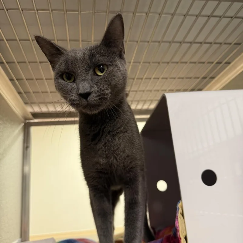 A young medium-sized female Gray / Blue / Silver Domestic Short Hair cat named Amity for adoption in Briarcliff Manor, NY