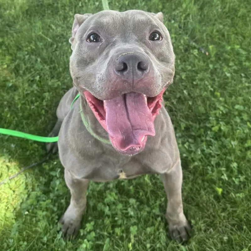 An adult medium-sized male Gray / Blue / Silver Pit Bull Terrier dog named Boone for adoption in Valparaiso, IN