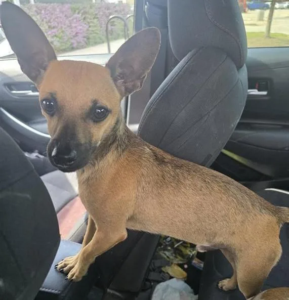 An adult small-sized male Chihuahua dog named Vader for adoption in San Antonio, TX