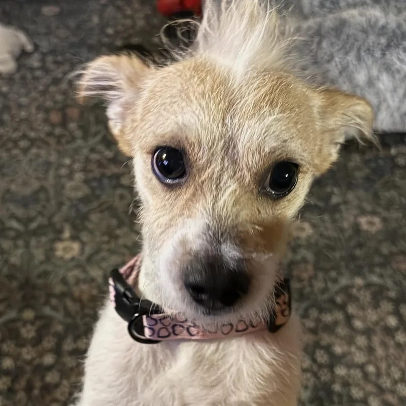 A baby small-sized male Apricot / Beige Jack Russell Terrier dog named Toby  The Darling for adoption in Citrus Heights, CA
