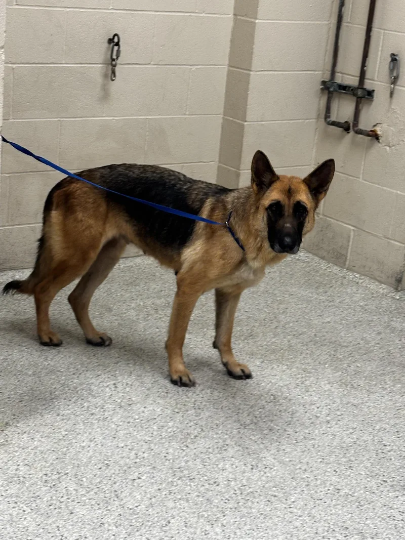 An adult large-sized female German Shepherd Dog dog named Nova for adoption in Conroe, TX