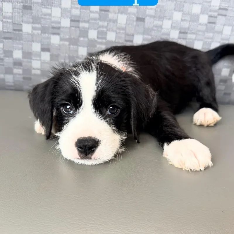 A baby medium-sized male Mixed Breed dog named Snap for adoption in Henderson, NV