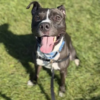 An adult large-sized male Mixed Breed dog named Hulk for adoption in Janesville, WI