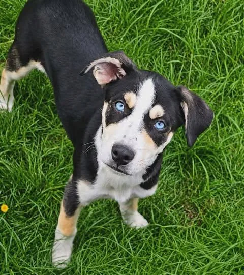 A young large-sized male Tricolor (Brown, Black, & White) Mixed Breed dog named Elliot Finn for adoption in Kenosha, WI
