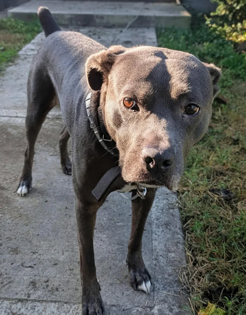 Beau
