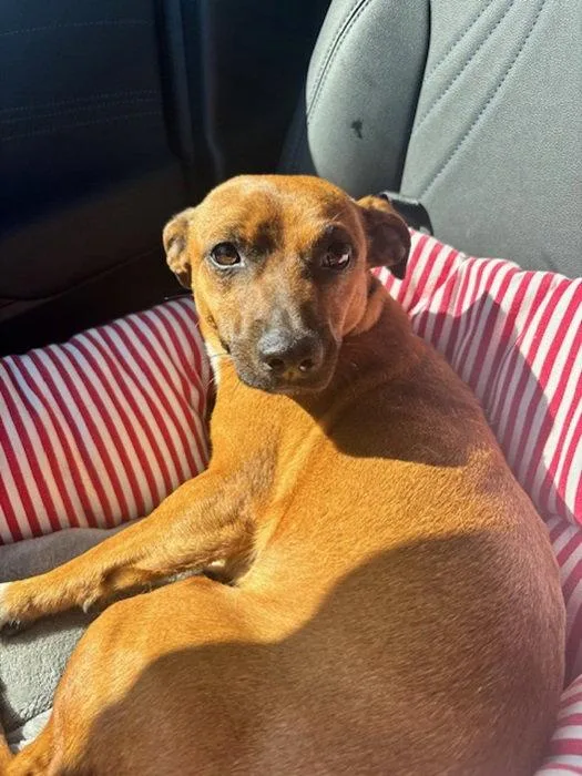 A young small-sized male Jack Russell Terrier dog named Jaydee for adoption in Charlotte, NC