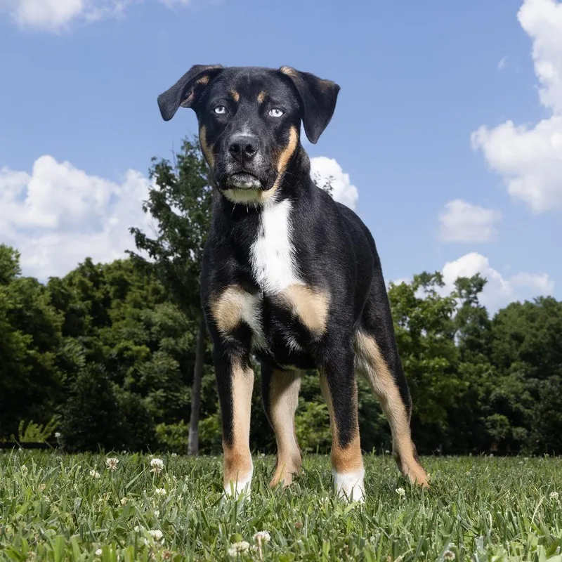 A baby large-sized male Black Mixed Breed dog named Denim for adoption in Franklin, TN