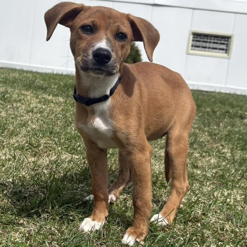 Henrietta thumbnail 2