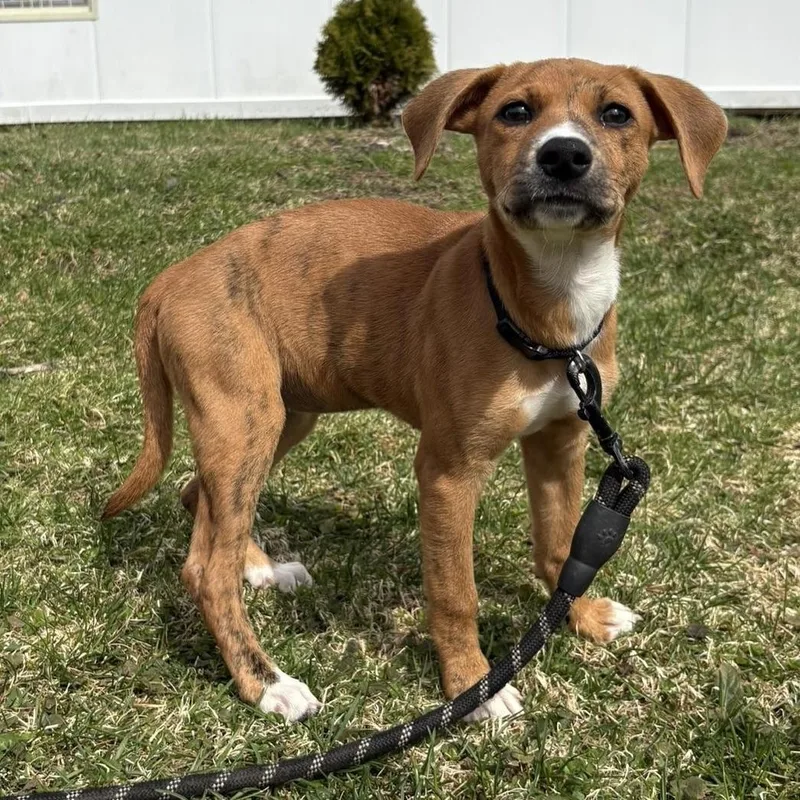 Henrietta thumbnail 3