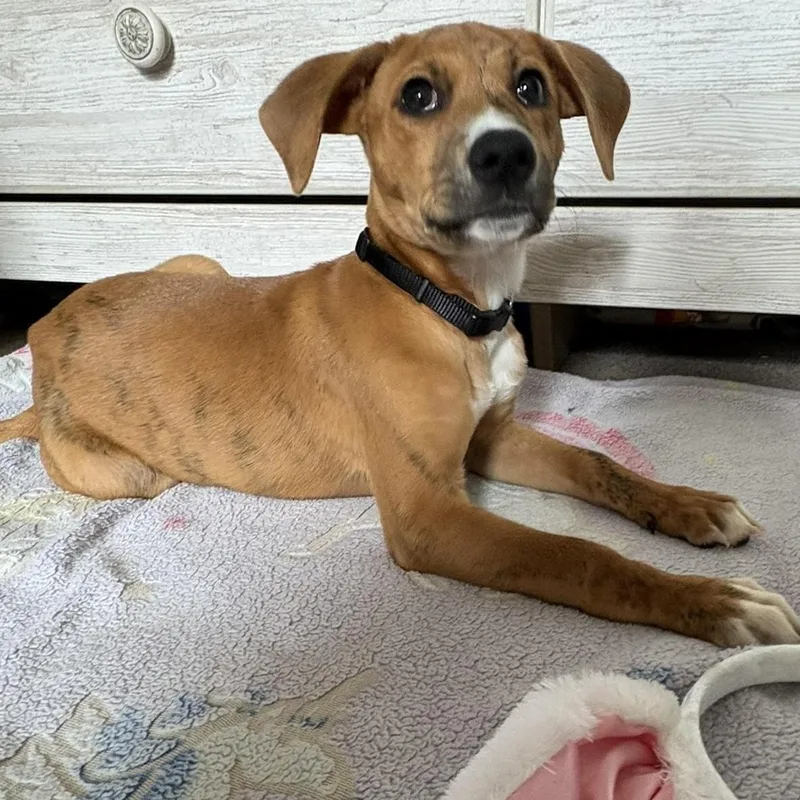 Henrietta thumbnail 4