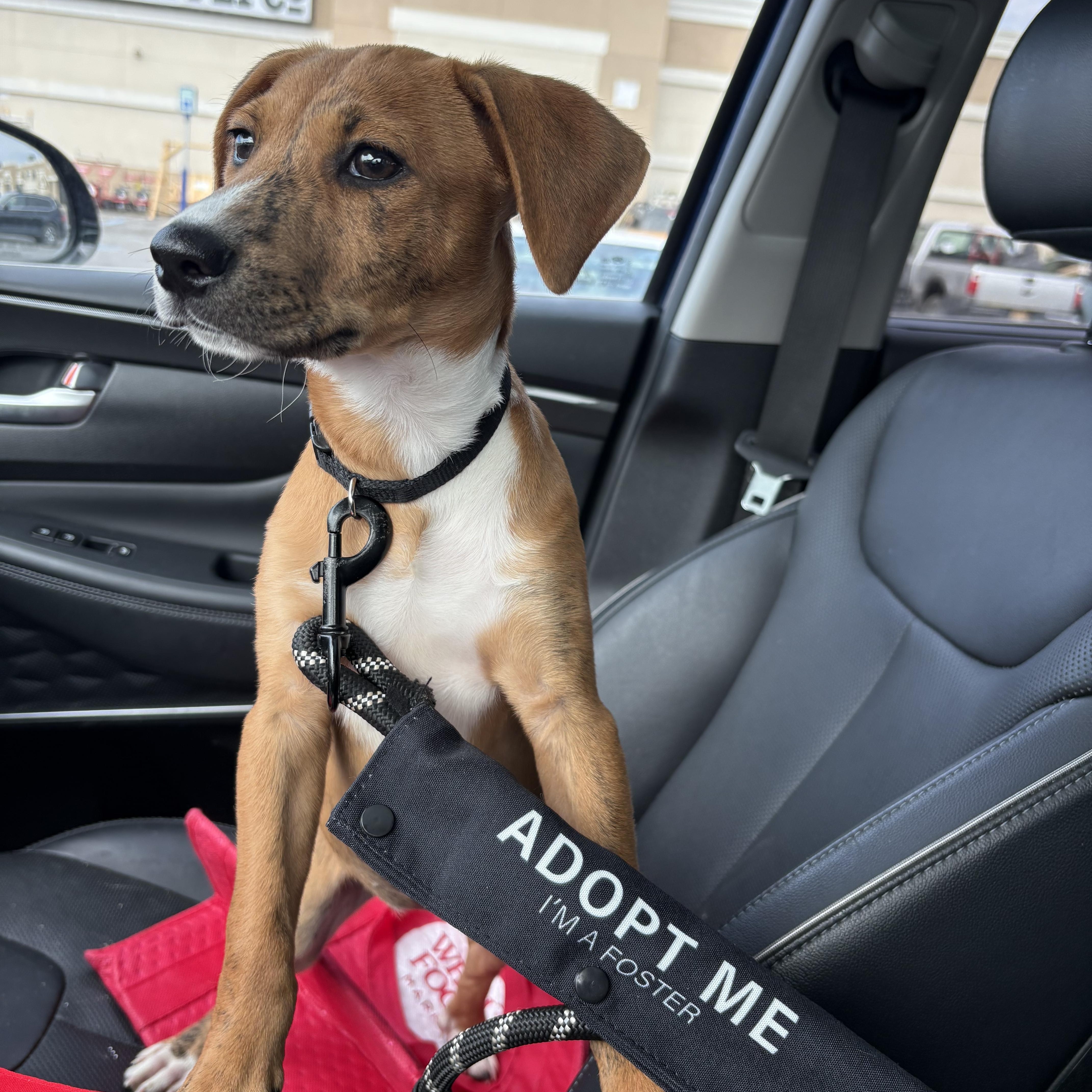 Henrietta thumbnail 5