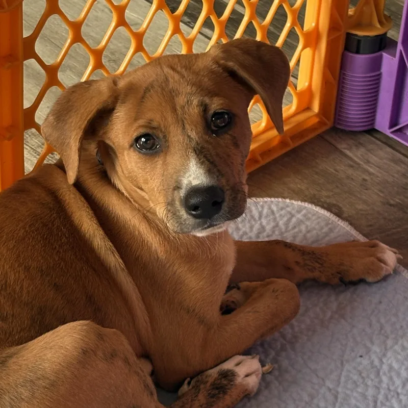 A baby medium-sized female Brindle Terrier dog named Henrietta for adoption in Carmel, NY