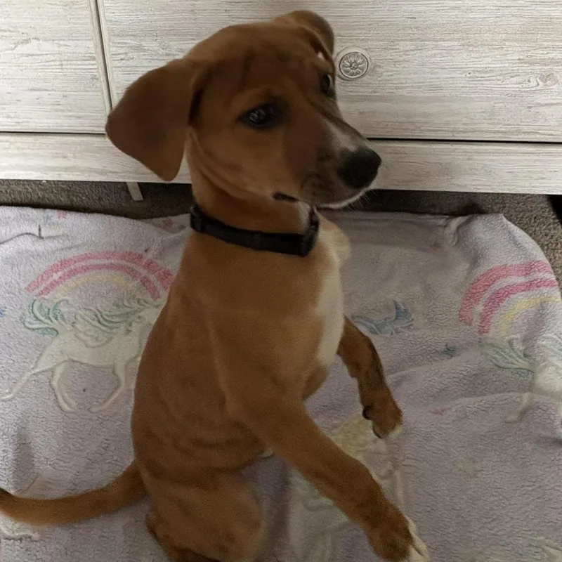 Henrietta thumbnail 6