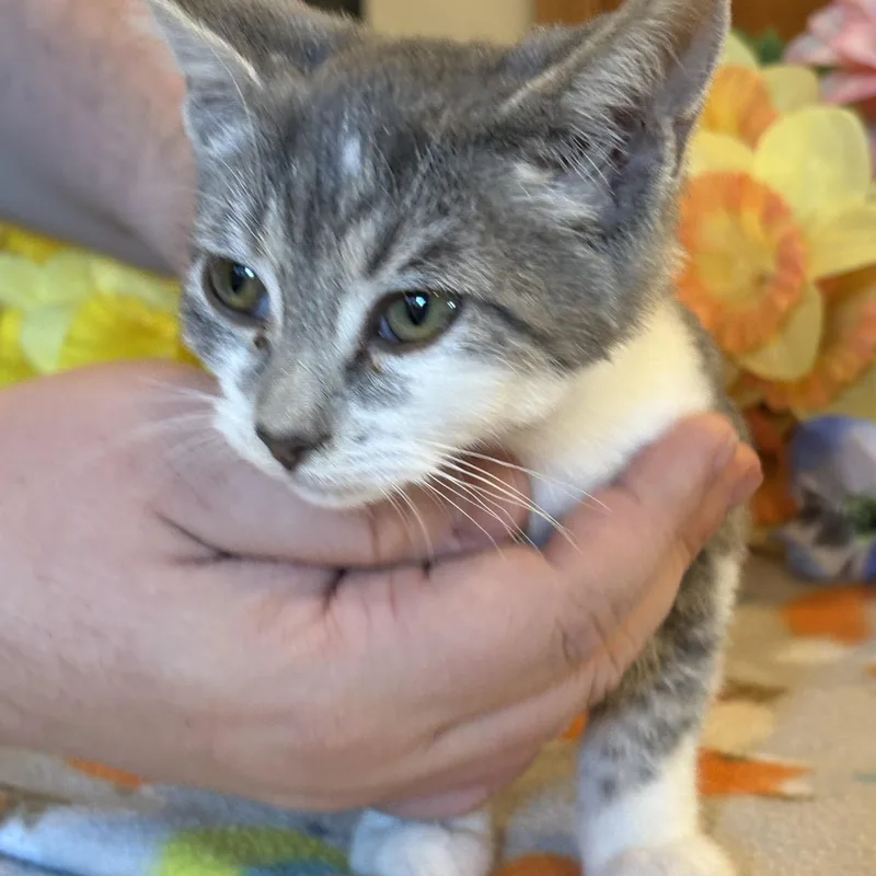 A young medium-sized female Domestic Short Hair cat named Tabitha for adoption in Butte, MT