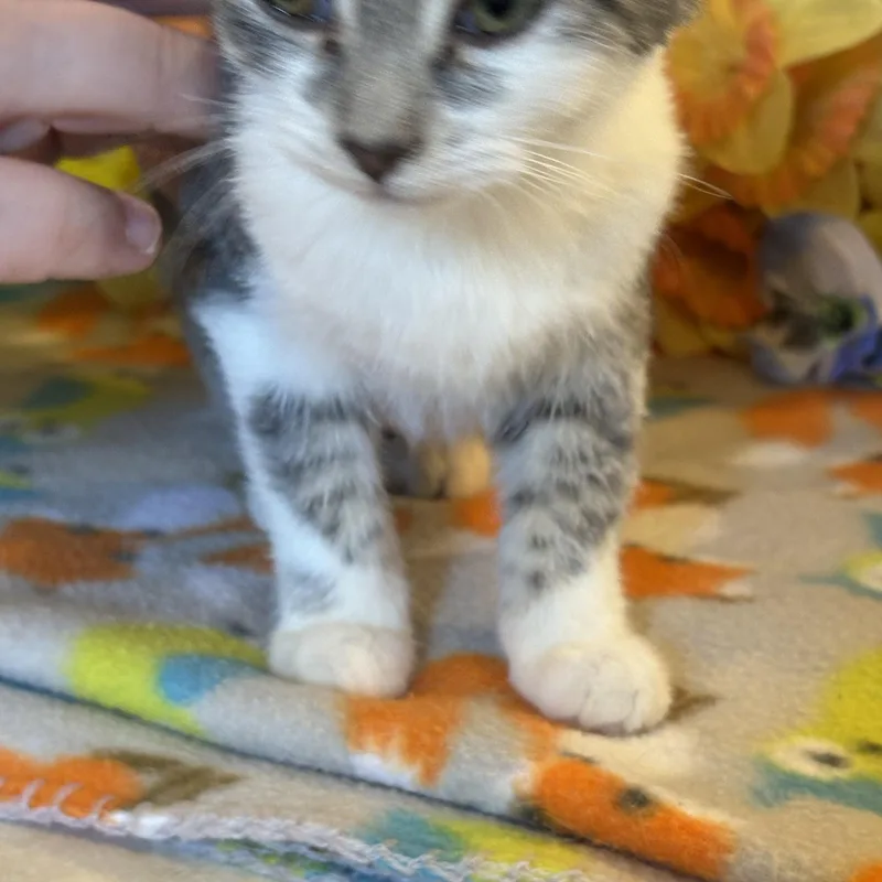 Tabitha thumbnail 3