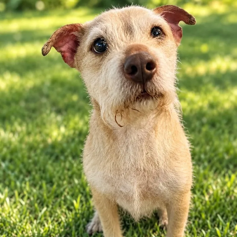 A young medium-sized male Yellow / Tan / Blond / Fawn Wirehaired Terrier dog named Theo for adoption in Largo, FL