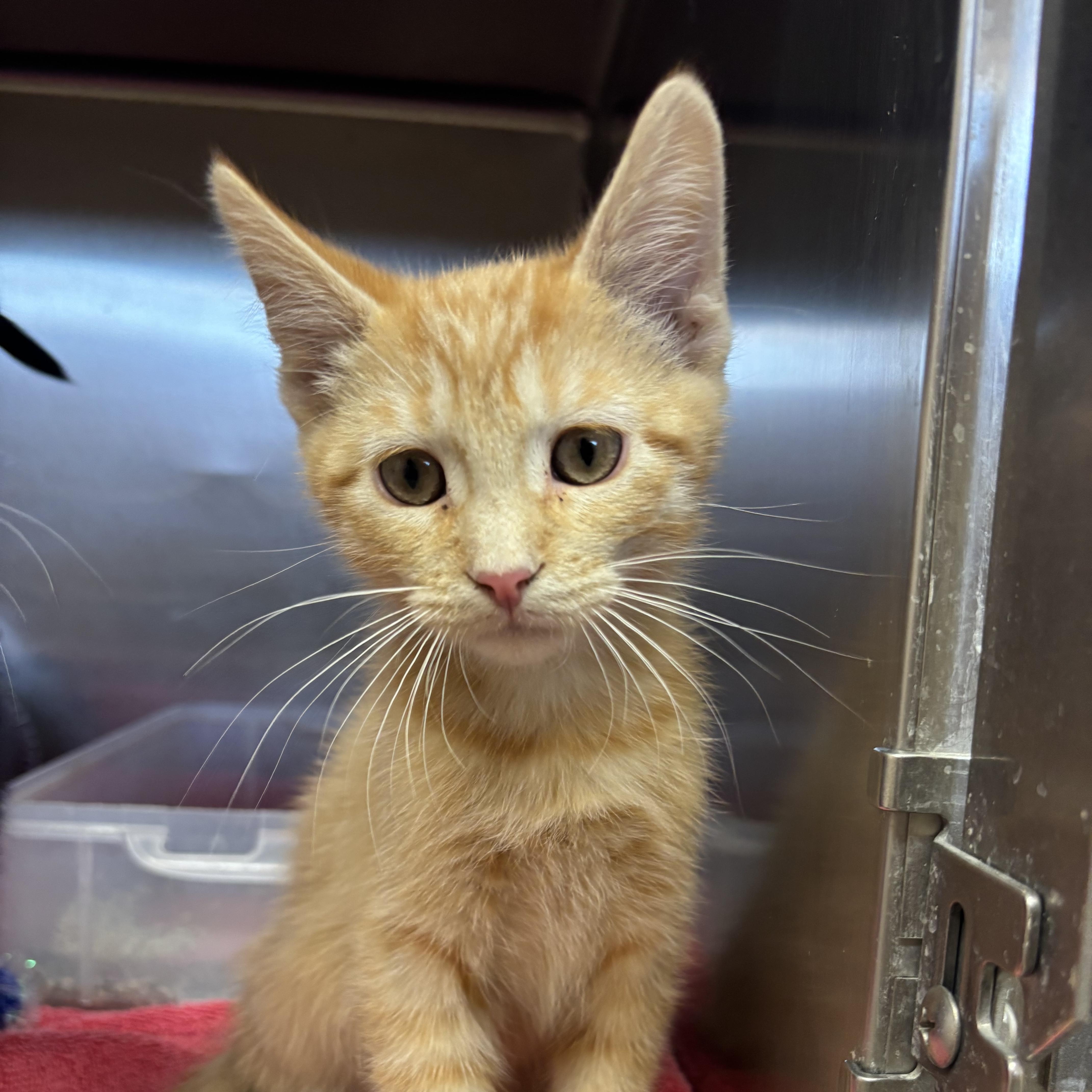 A baby medium-sized male Orange & White Domestic Short Hair cat named Tony for adoption in Washington, UT