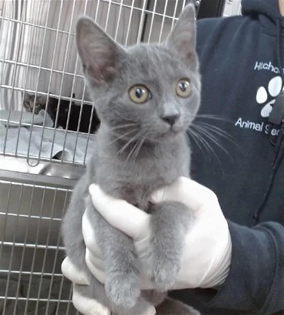 A baby small-sized female Domestic Short Hair cat named Pepper for adoption in Salinas, CA