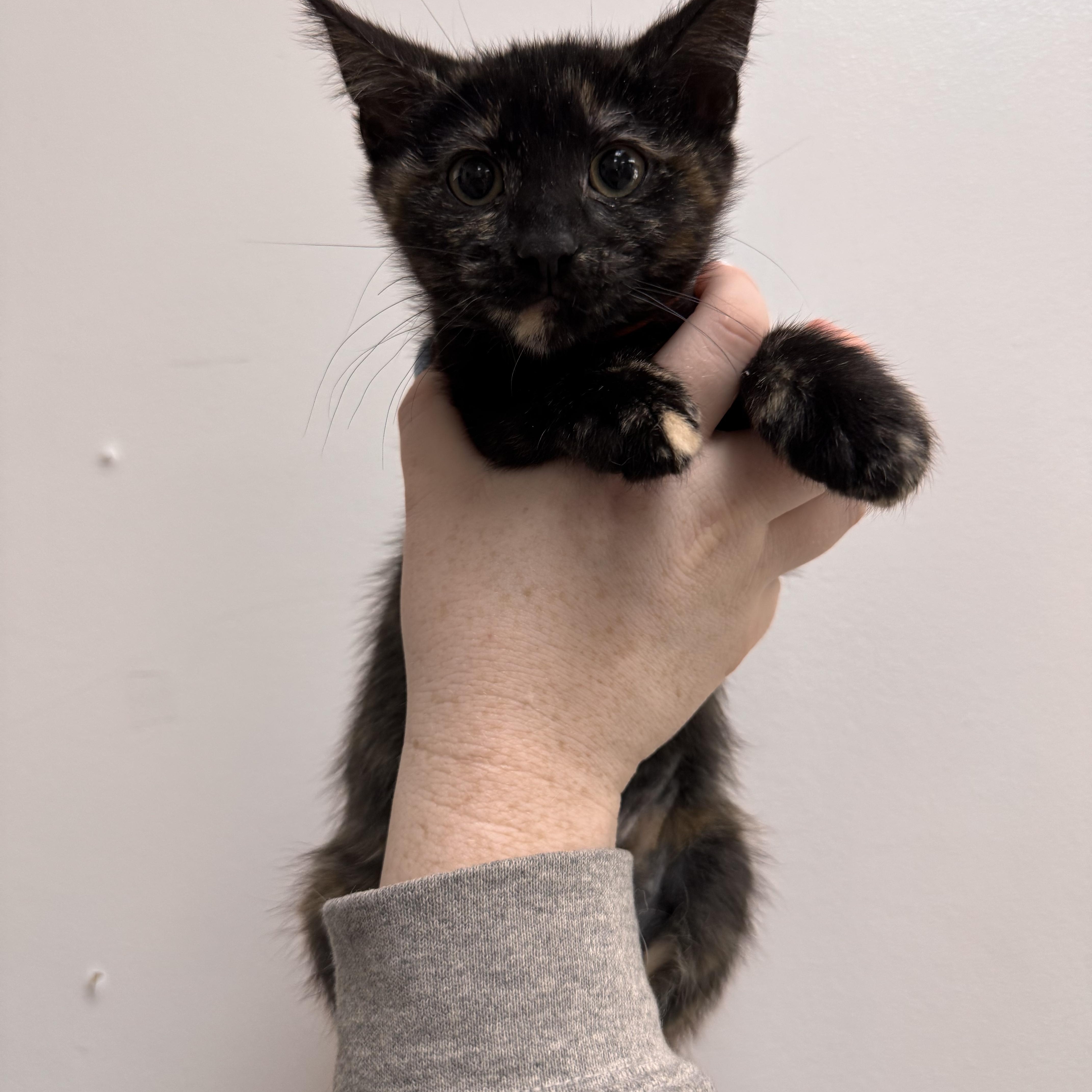 A baby medium-sized female Tortoiseshell cat named Blanche for adoption in Henderson, NV