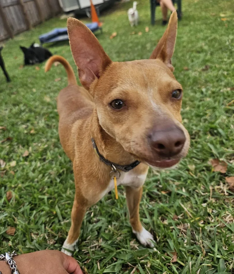 An adult small-sized male Apricot / Beige Chihuahua dog named Minnow for adoption in Homestead, FL
