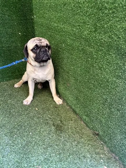A young small-sized male Pug dog named Raymond for adoption in Lancaster, CA