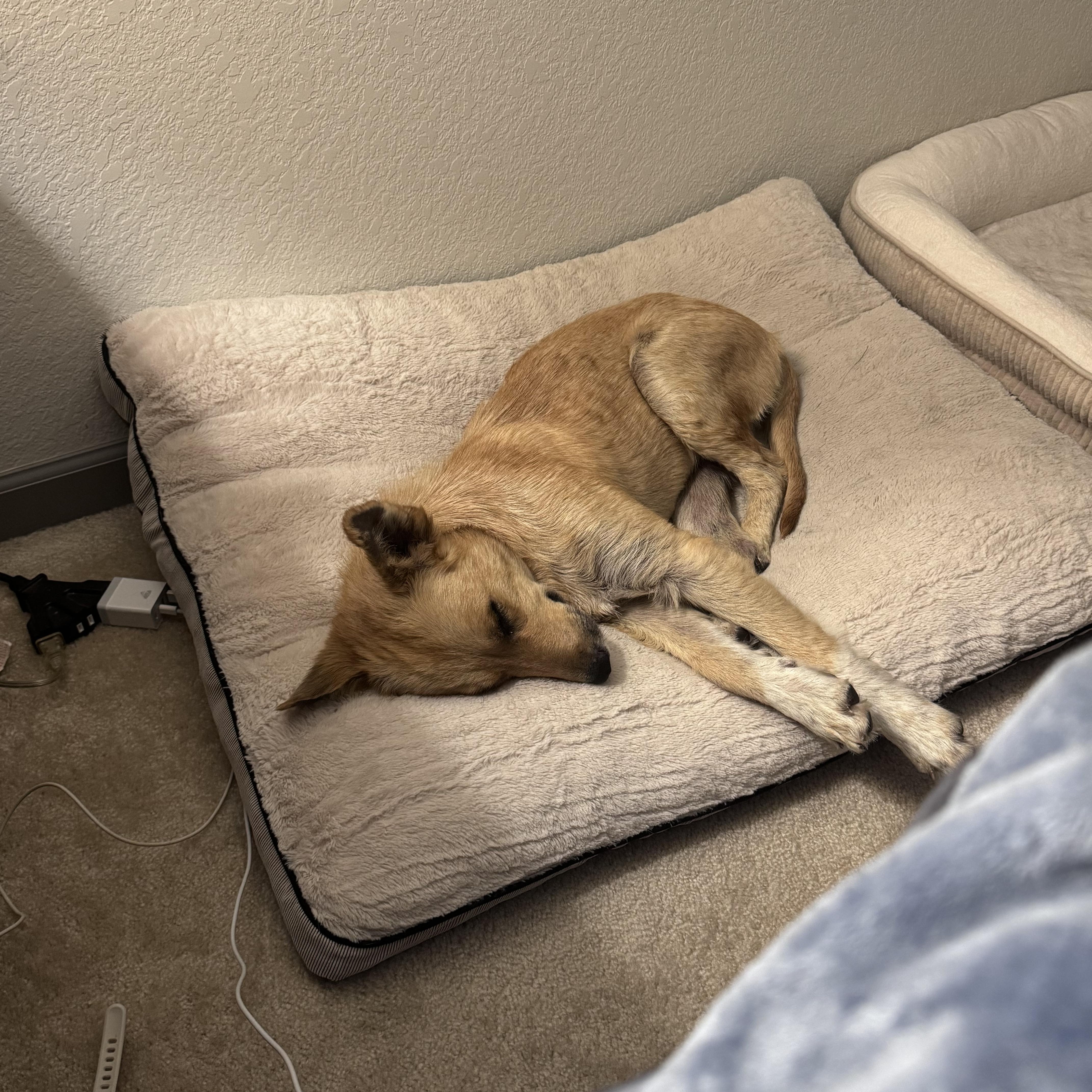 A young medium-sized female Golden Carolina Dog dog named Honey for adoption in Commerce City, CO