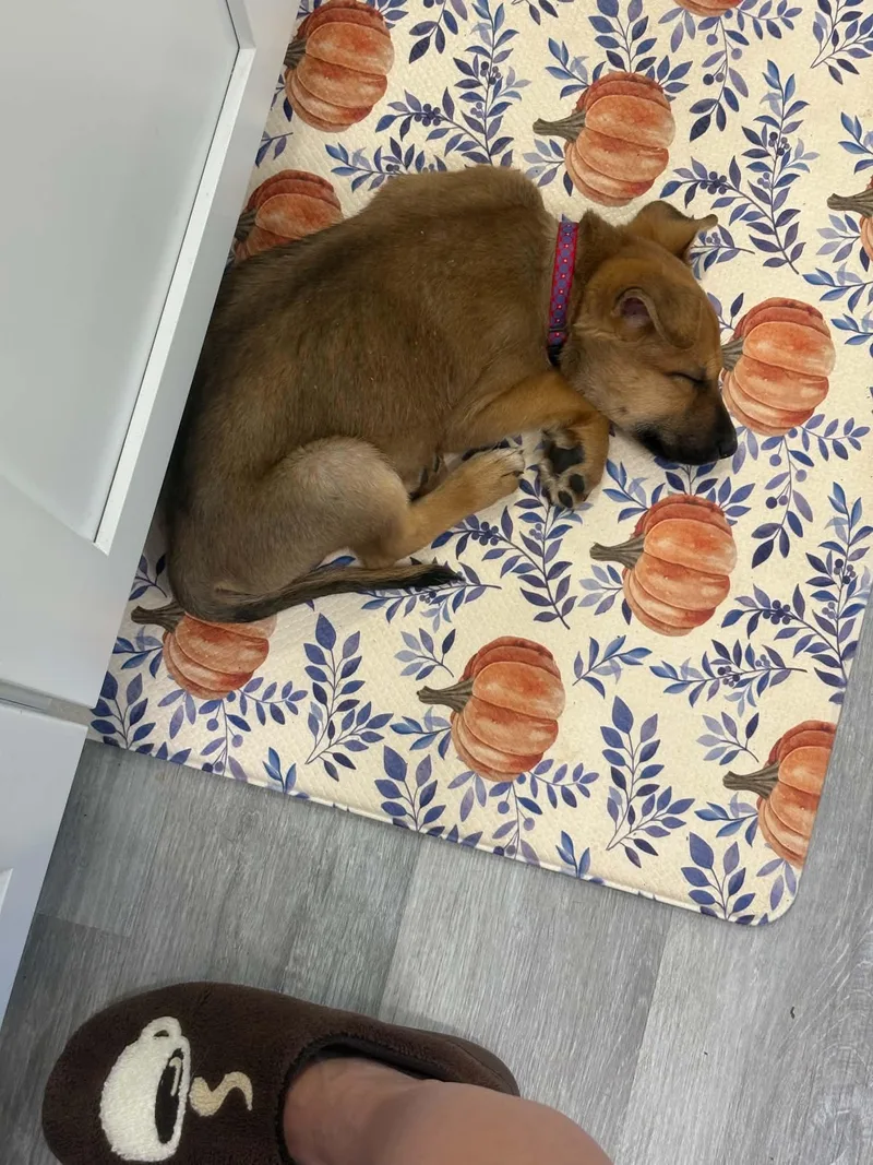 A baby medium-sized male Brown / Chocolate Shepherd dog named Lenny for adoption in Davisburg, MI