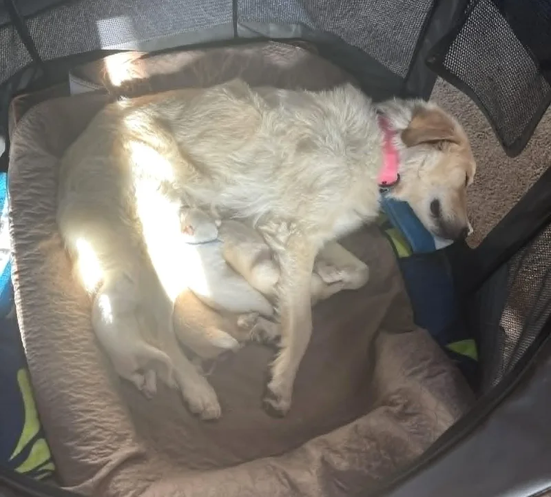 A young large-sized female Great Pyrenees dog named Reveille SAT Texas Icon for adoption in Quinlan, TX