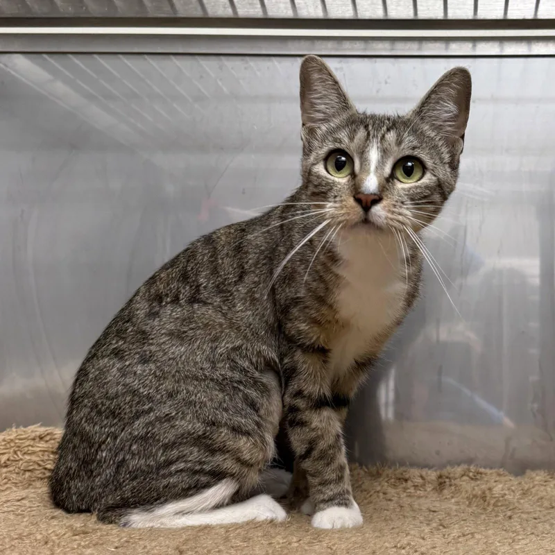 A young medium-sized female Black Domestic Short Hair cat named Rye for adoption in Oakland, CA