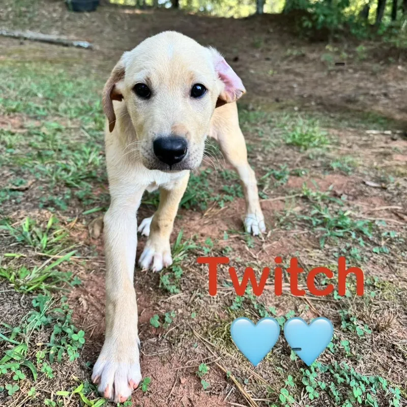 A baby medium-sized male Yellow Labrador Retriever dog named Twitch for adoption in Peachtree City, GA