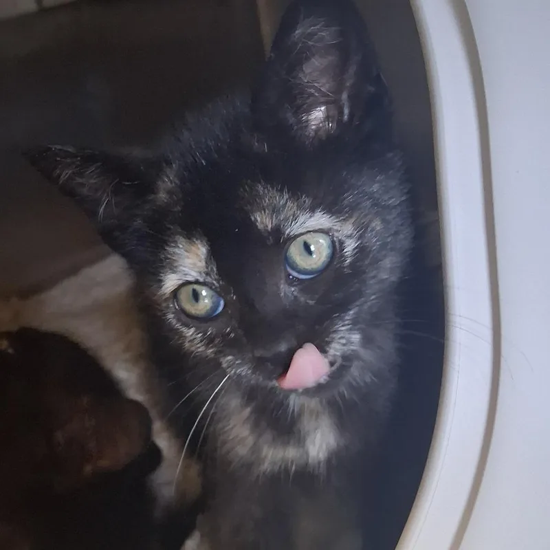 A baby small-sized female Tortoiseshell Domestic Short Hair cat named Coraline for adoption in Fort Bragg, CA