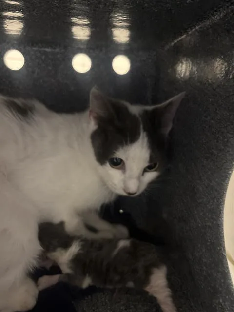 A young medium-sized female Domestic Short Hair cat named Nina for adoption in Dallas, TX