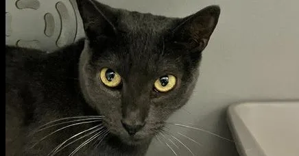 An adult medium-sized female Gray / Blue / Silver Domestic Short Hair cat named Mystique for adoption in Anoka, MN