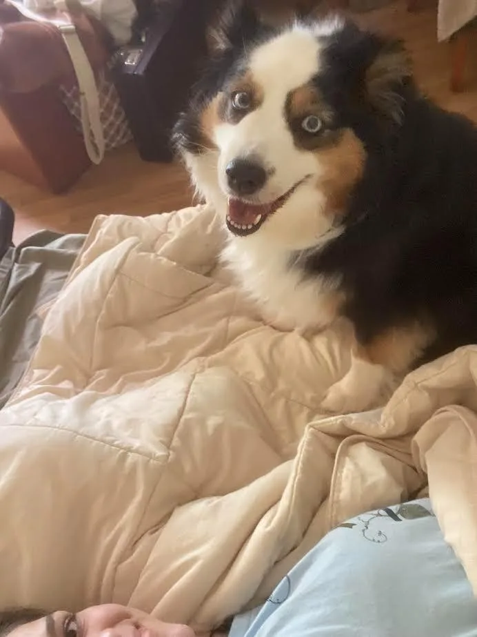 An adult medium-sized female Australian Shepherd dog named Lexi Grace for adoption in Bloomington, IN