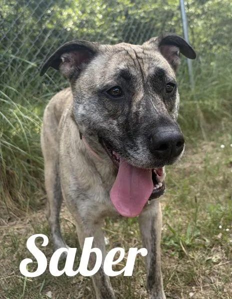 An adult large-sized female Brindle Mastiff dog named Saber for adoption in Manistee, MI