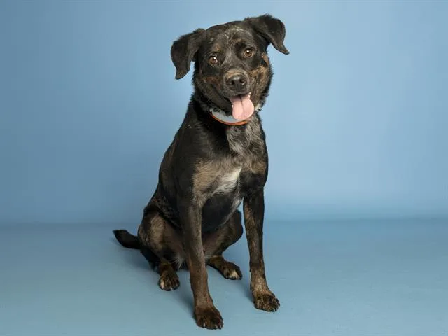 A young medium-sized male Rottweiler dog named Sonny for adoption in Phoenix, AZ