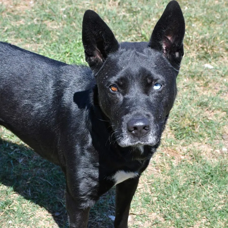 An adult medium-sized female Black Husky dog named Camilla for adoption in Beaumont, TX