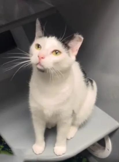 A young medium-sized female Domestic Short Hair cat named Lesandra for adoption in Cumming, GA