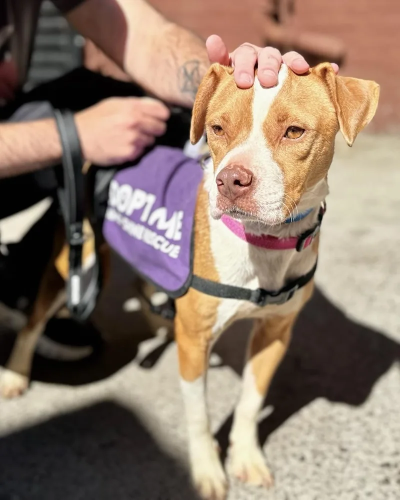 A young medium-sized female Red / Chestnut / Orange Boxer dog named Constance for adoption in New York, NY