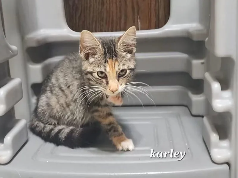 A baby medium-sized female Torbie Domestic Short Hair cat named Karley for adoption in Temple, PA