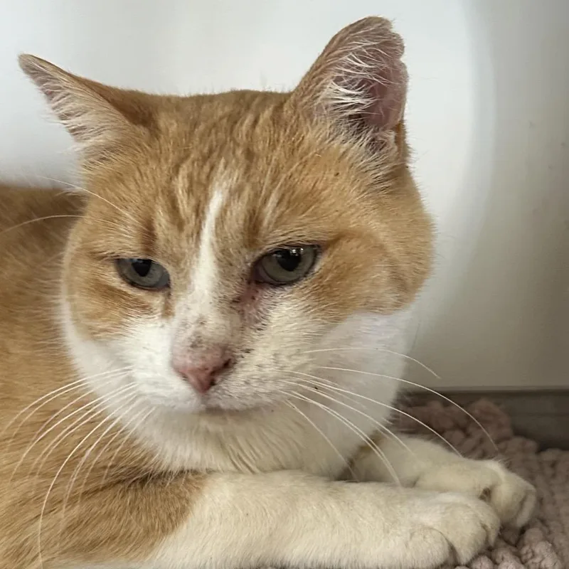 A senior medium-sized male Orange / Red Domestic Short Hair cat named Morris for adoption in Park City, UT