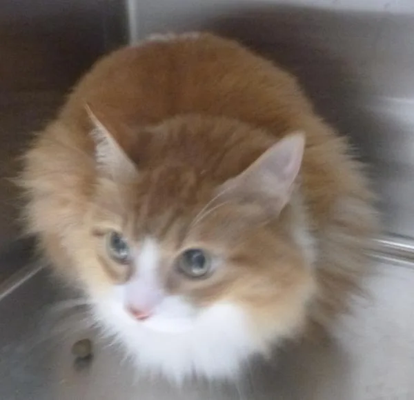 A senior large-sized female Domestic Medium Hair cat named Pebbles for adoption in Lafayette, LA