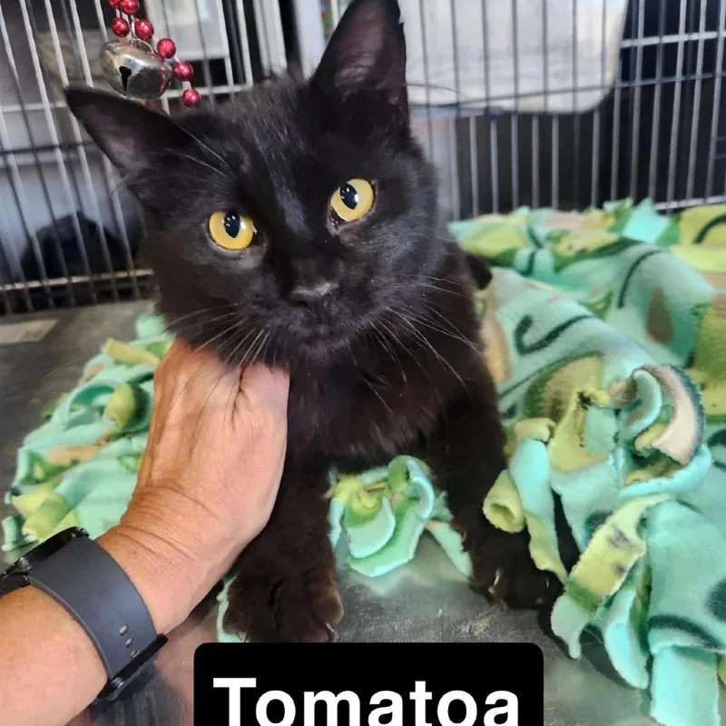 A young medium-sized male Black Domestic Medium Hair cat named Tomatoa for adoption in Coralville, IA