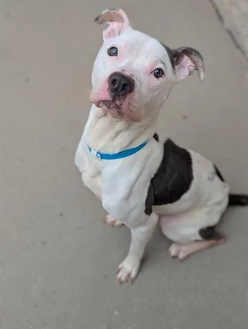 Construction Worker Steve