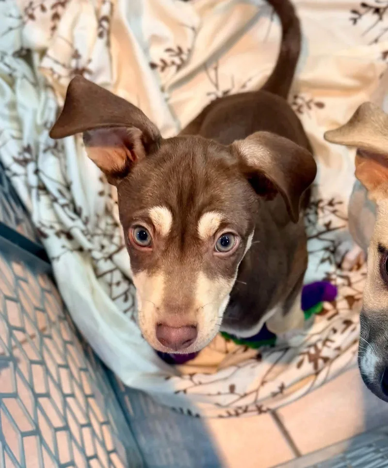 A baby medium-sized female Terrier dog named Birch for adoption in New London, WI