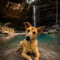 A young medium-sized female Golden Shepherd dog named Copperas for adoption in Winchester, KY